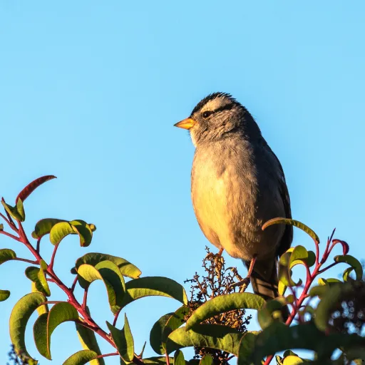 ICTQual Level 2 Award in Wildlife Photography Field Techniques
