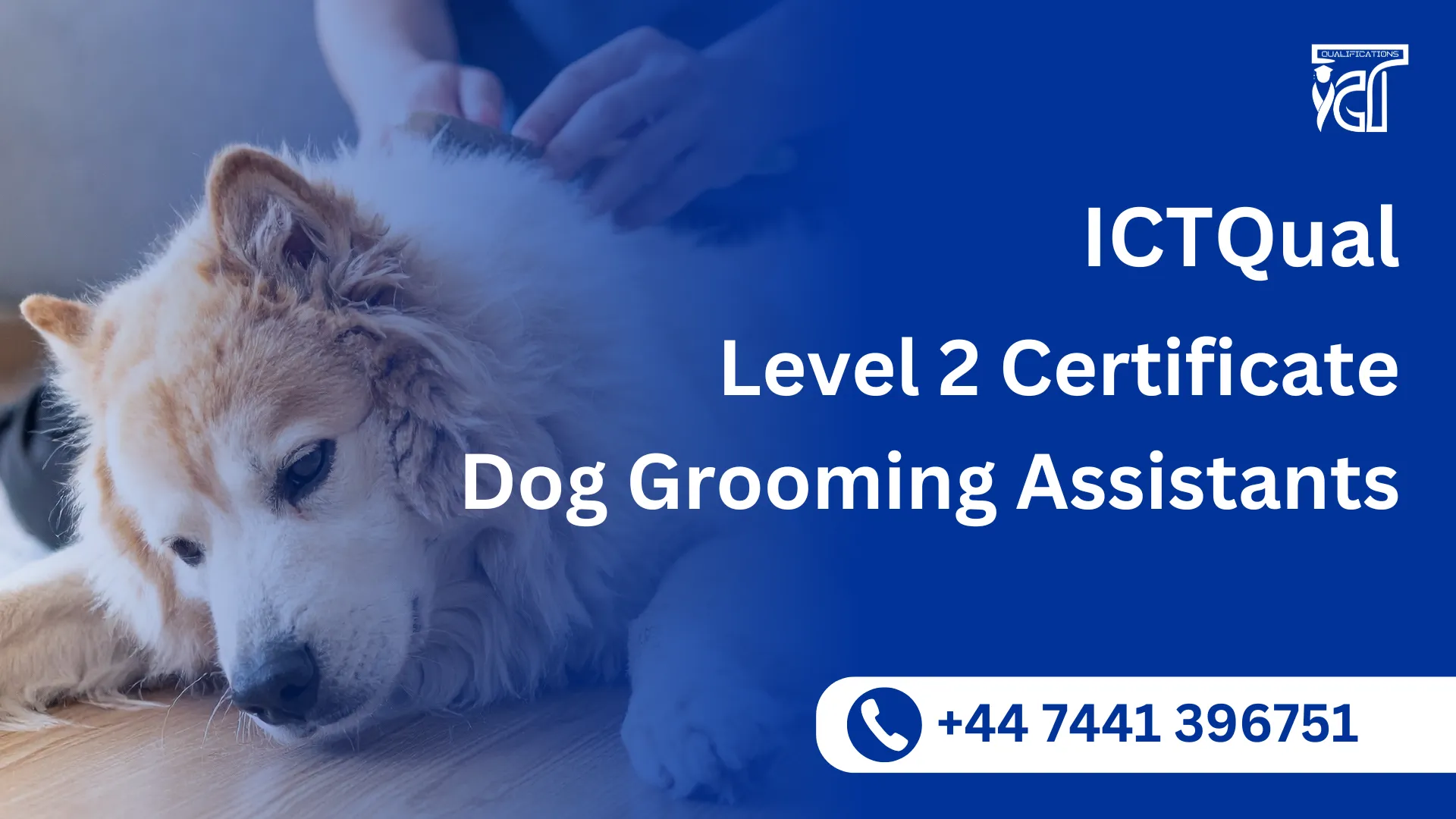 ICTQual Level 2 Certificate for Dog Grooming Assistants