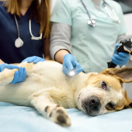 ICTQual Level 2 Certificate in Assisting Veterinary Surgeons in Monitoring Anaesthetised and Sedated Companion Animals