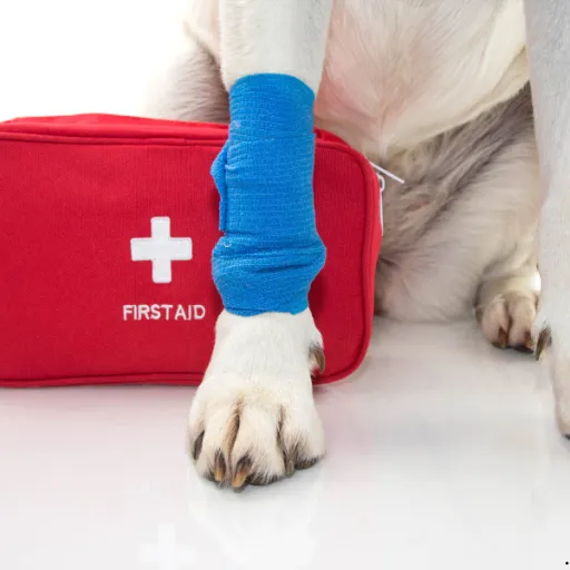 ICTQual Level 3 Award in Canine First Aid