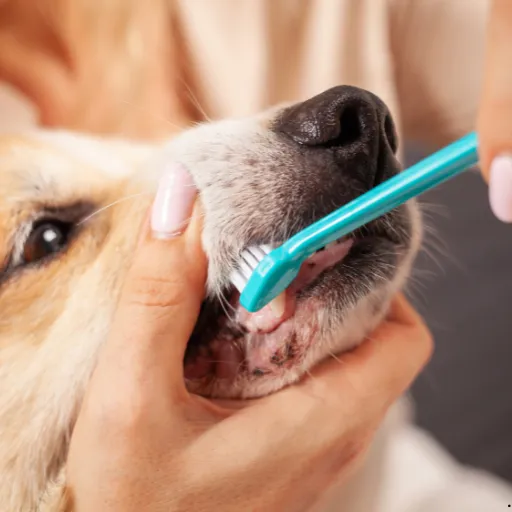 ICTQual Level 3 Award in Preventative Canine Dental Care and Oral Hygiene 