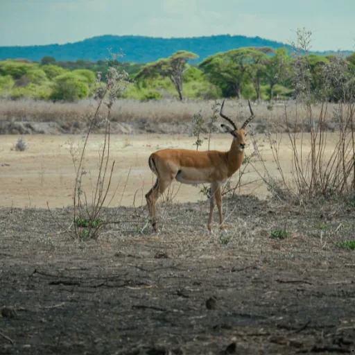 ICTQual Level 3 Certificate in Principles of Wildlife Management
