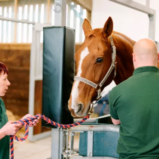 ICTQual Level 3 Diploma in Veterinary Nursing (Equine)