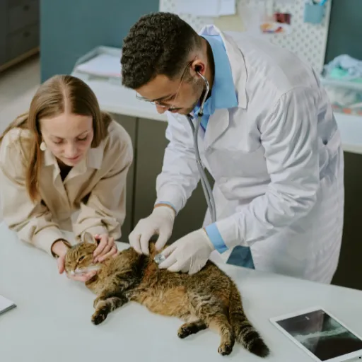 ICTQual Level 5 Advanced Diploma in Veterinary Nursing (Surgical)