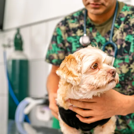 ICTQual Level 5 Diploma in Advanced Veterinary Nursing (Emergency and Critical Care) 