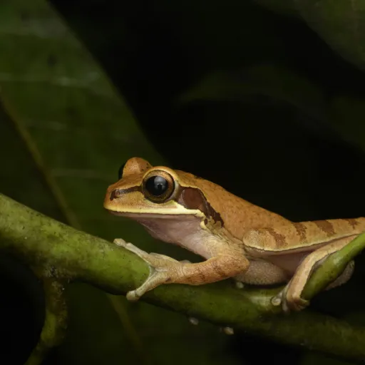 ICTQual Level 7 Diploma in Herpetology and Herpetological Survey Techniques