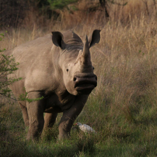 ICTQual Level 1 Award in Wildlife Habitat Analysis