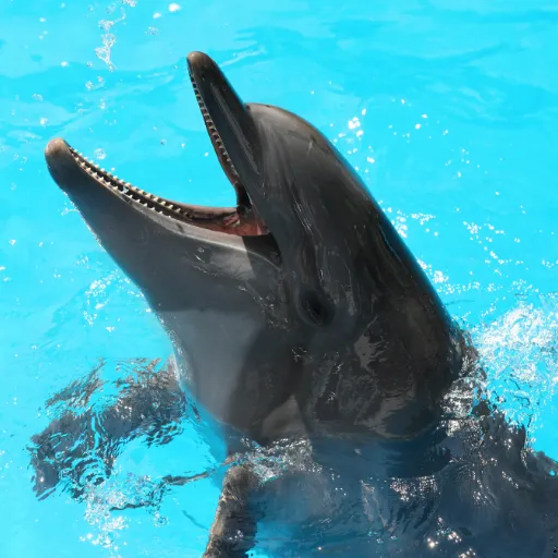 ICTQual Level 2 Award in Mammalogy and Large Mammals Study Techniques 5 ICTQual Level 2 Award in Mammalogy and Large Mammals Study Techniques