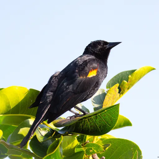 ICTQual Level 2 Award in Ornithology Survey Techniques