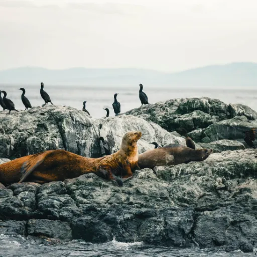 ICTQual Level 2 Award in Wildlife Population Assessment Techniques 5 ICTQual Level 2 Award in Wildlife Population Assessment Techniques