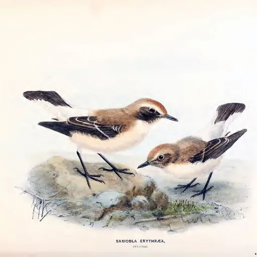 ICTQual Level 3 Award in Ornithology Survey Techniques 5 ICTQual Level 3 Award in Ornithology Survey Techniques