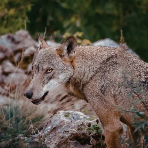 ICTQual Level 3 Certificate in Wildlife Habitat Analysis