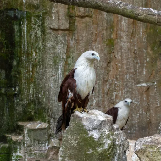 ICTQual Level 3 Diploma in Captive / Conservation Breeding Techniques