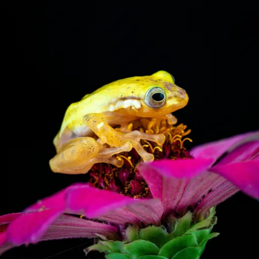 ICTQual Level 4 Diploma in Herpetology and Herpetological Survey Techniques