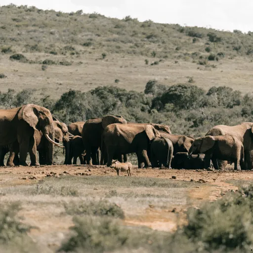 ICTQual Level 5 Diploma in Mammalogy and Large Mammals Study Techniques