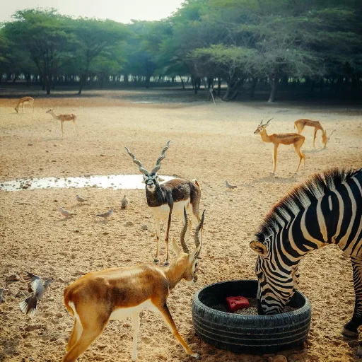 ICTQual Level 5 Diploma in Principles of Wildlife Management