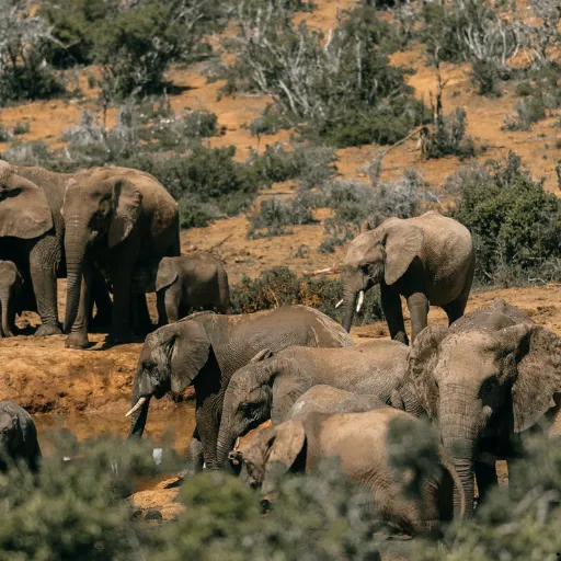 ICTQual Level 6 Diploma in Mammalogy and Large Mammals Study Techniques