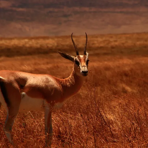 ICTQual Level 6 Diploma in Wildlife Photography Field Techniques