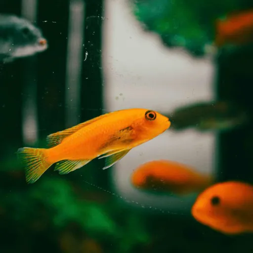 ICTQual Level 7 Diploma in Ichthyological Survey Techniques 5 ICTQual Level 7 Diploma in Ichthyological Survey Techniques