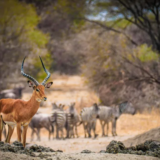 ICTQual Level 7 Diploma in Taxidermy and Animal Preservation Techniques