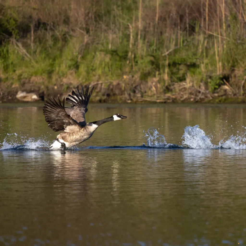ICTQual Level 1 Award in Wildlife Damage Control 5 ICTQual Level 1 Award in Wildlife Damage Control