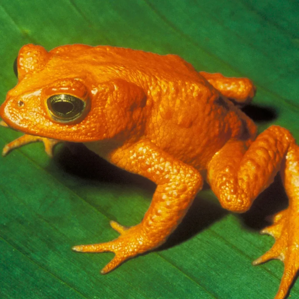 ICTQual Level 3 Certificate in Herpetology and Herpetological Survey Techniques